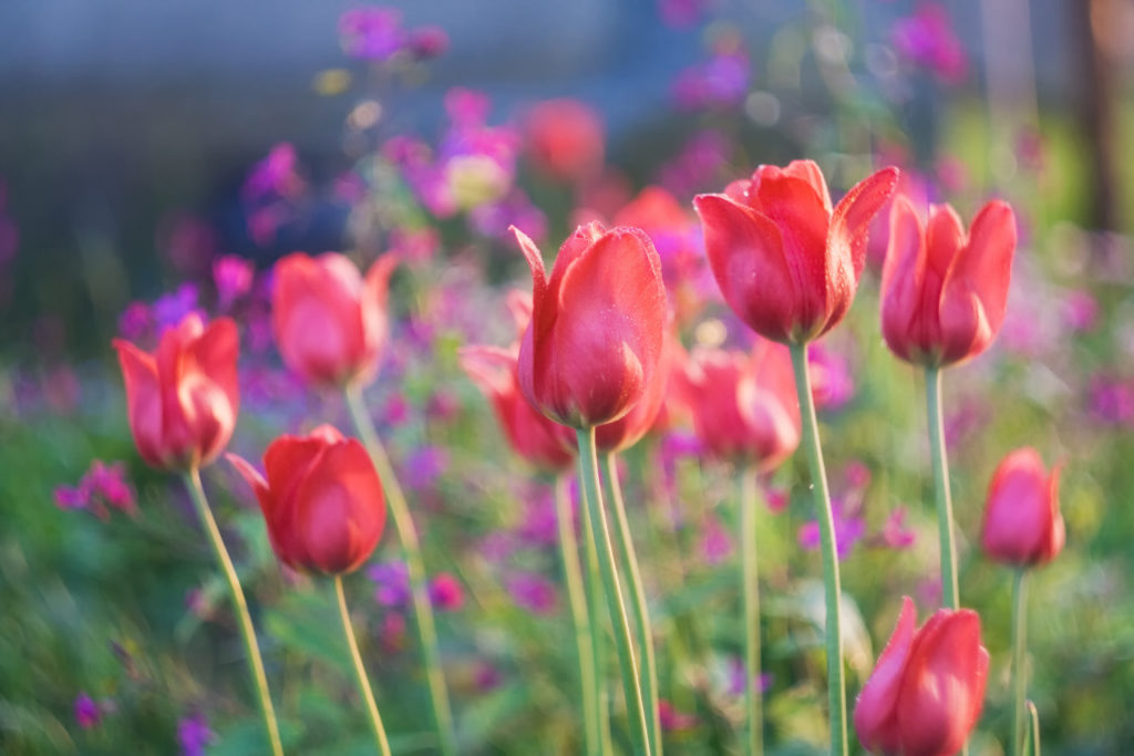 Red tulips in a garden