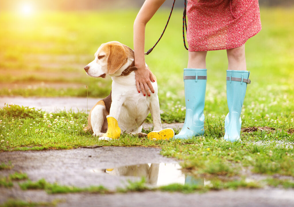beagle in wellies