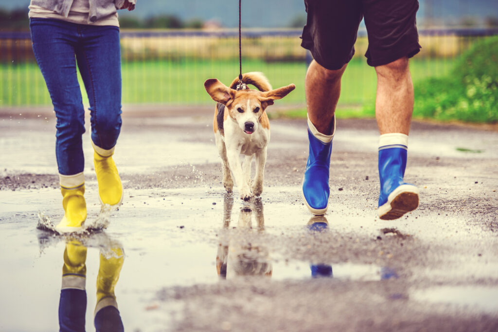running dog in rain