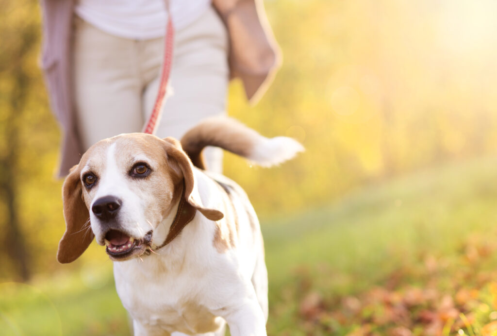 woman walking her beagle dog in countryside