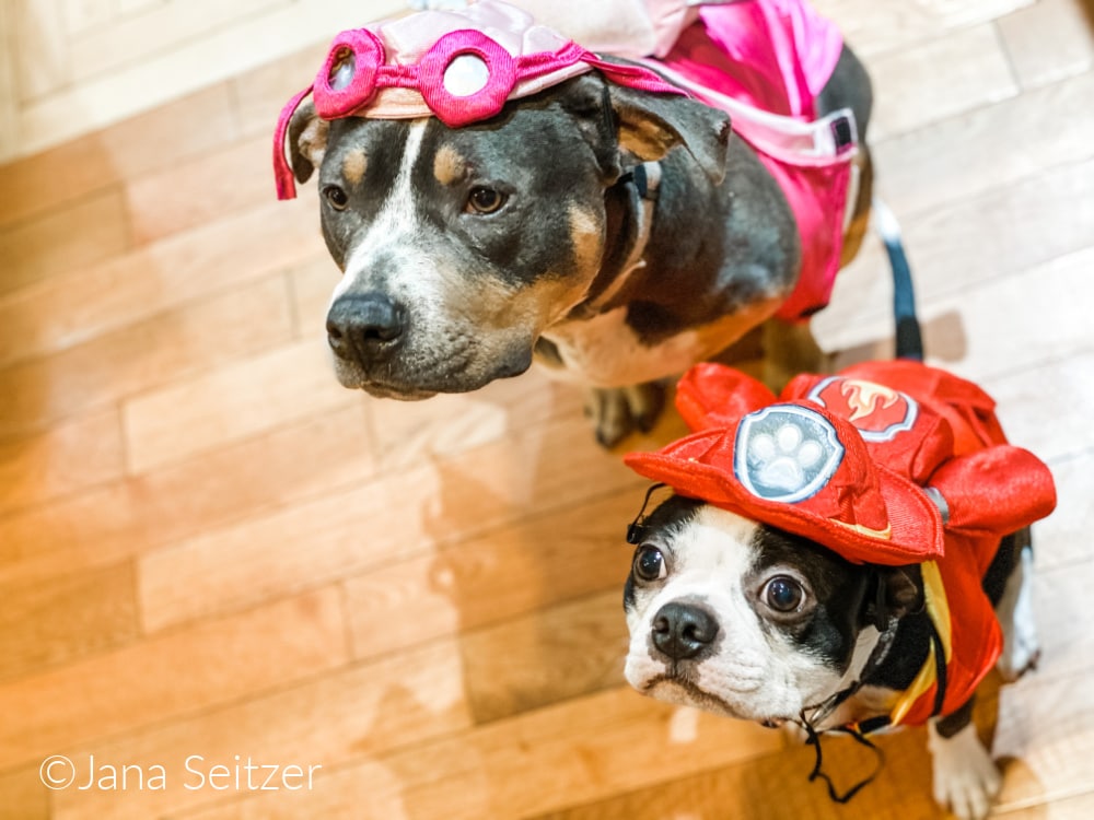 Val and Six Paw Patrol Costumes