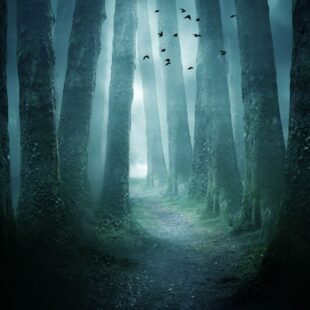 spooky forest