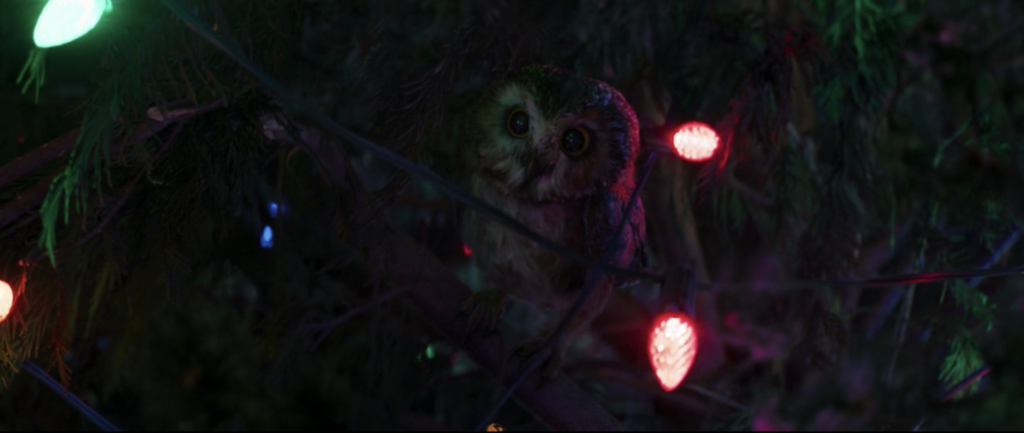 owl in tree