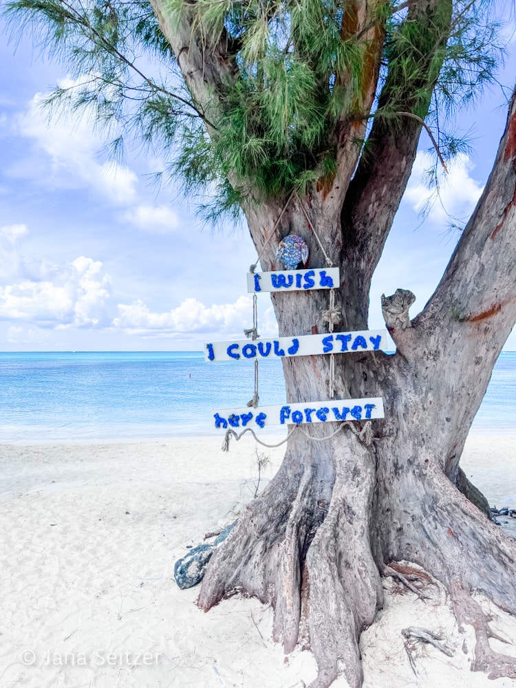 stay here forever tree beaches TCI